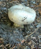 Agaricus inapertus image