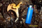 Cantharellus appalachiensis image