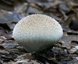 Lycoperdon curtisii image