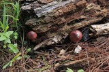 Gymnopilus subpurpuratus image