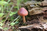 Gymnopilus subpurpuratus image