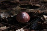 Gymnopilus subpurpuratus image
