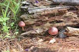 Gymnopilus subpurpuratus image