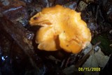 Cantharellus appalachiensis image