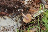Gymnopilus subpurpuratus image