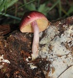 Gymnopilus subpurpuratus image