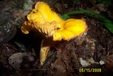 Cantharellus appalachiensis image