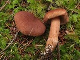 Tricholoma vaccinum image