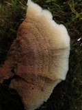 Merulius tremellosus image
