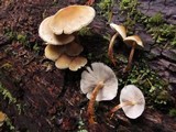Hypholoma capnoides image