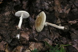 Amanita solaniolens image