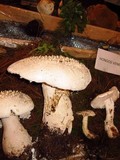 Amanita polypyramis image