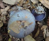 Cortinarius velicopia image