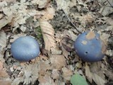 Cortinarius velicopia image