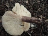 Lactarius mucidus image