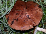Tricholoma imbricatum image