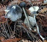 Leptonia decolorans image