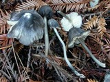 Leptonia decolorans image