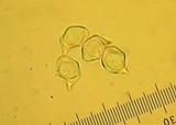 Leptonia decolorans image