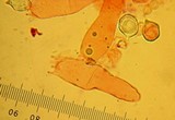 Leptonia decolorans image