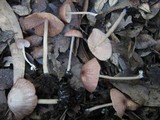 Entoloma roseum image