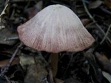 Entoloma roseum image