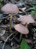 Entoloma roseum image