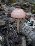 Entoloma roseum image
