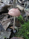 Entoloma roseum image