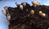 Cyathus fimicola image