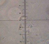 Cyathus fimicola image