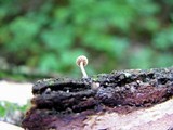 Mycena corticola image