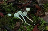 Hygrocybe russocoriacea image