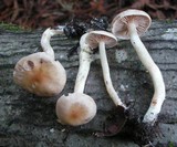 Rhodocybe hondensis image