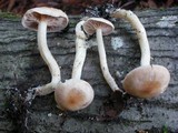 Rhodocybe hondensis image