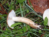 Tricholoma imbricatum image