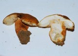 Gyroporus castaneus image