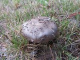 Amanita roseolamellata image