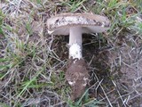 Amanita roseolamellata image
