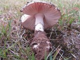 Amanita roseolamellata image