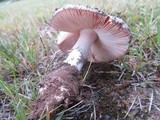 Amanita roseolamellata image
