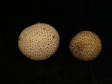 Lycoperdon peckii image