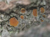 Caloplaca cerina image