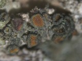 Caloplaca cerina image