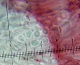 Caloplaca cerina image