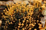 Xeromphalina kauffmanii image