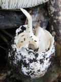 Amanita porphyria image