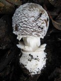 Amanita porphyria image