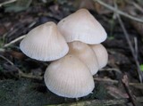 Mycena galericulata image