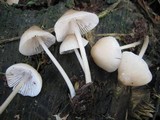 Mycena galericulata image